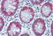 Anterior gradient protein 2 homolog antibody, MBS242673, MyBioSource, Immunohistochemistry frozen image 