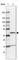 Trans-L-3-Hydroxyproline Dehydratase antibody, HPA056694, Atlas Antibodies, Western Blot image 