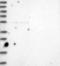 Leucine-rich repeat-containing protein 34 antibody, NBP1-81146, Novus Biologicals, Western Blot image 