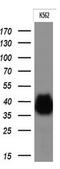 Fc Fragment Of IgG Receptor IIa antibody, GTX84511, GeneTex, Western Blot image 