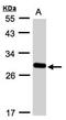 Yip1 domain family member 4 antibody, orb74278, Biorbyt, Western Blot image 
