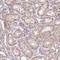 Family With Sequence Similarity 153 Member A antibody, HPA052337, Atlas Antibodies, Immunohistochemistry frozen image 