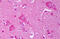 Potassium Voltage-Gated Channel Subfamily J Member 4 antibody, MBS246238, MyBioSource, Immunohistochemistry frozen image 