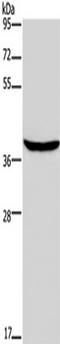 FOXE1 antibody, TA350671, Origene, Western Blot image 