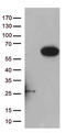 Ras Association Domain Family Member 9 antibody, CF809393, Origene, Western Blot image 