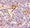 Laminin Subunit Gamma 1 antibody, LS-C344000, Lifespan Biosciences, Immunohistochemistry paraffin image 
