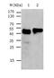 Keratin-17 antibody, TA323665, Origene, Western Blot image 