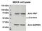 Galanin And GMAP Prepropeptide antibody, 42-216, ProSci, Immunohistochemistry paraffin image 