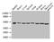 Enolase 1 antibody, LS-C285499, Lifespan Biosciences, Western Blot image 