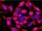 Vimentin antibody, NB500-563, Novus Biologicals, Immunofluorescence image 