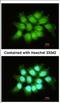 THO Complex 7 antibody, NBP2-20622, Novus Biologicals, Immunocytochemistry image 