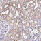 Mitochondrial Ribosomal Protein L3 antibody, HPA043665, Atlas Antibodies, Immunohistochemistry frozen image 