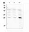 Natriuretic peptides B antibody, PA5-79760, Invitrogen Antibodies, Western Blot image 