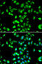 Serpin Family A Member 4 antibody, 22-862, ProSci, Immunofluorescence image 