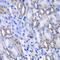 Megakaryocyte-Associated Tyrosine Kinase antibody, 22-380, ProSci, Immunohistochemistry paraffin image 