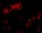 Bcl2 Modifying Factor antibody, NBP1-76666, Novus Biologicals, Immunocytochemistry image 