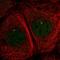 Dynein light chain 1, axonemal antibody, HPA053129, Atlas Antibodies, Immunofluorescence image 