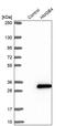 High Mobility Group Box 4 antibody, PA5-57370, Invitrogen Antibodies, Western Blot image 