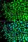 SPT20 Homolog, SAGA Complex Component antibody, A7374, ABclonal Technology, Immunofluorescence image 