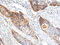 Immunoglobulin Lambda Variable 1-51 antibody, CSB-PA827496, Cusabio, Immunohistochemistry paraffin image 