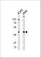 Family With Sequence Similarity 50 Member A antibody, A12622, Boster Biological Technology, Western Blot image 