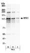Regulatory Factor X1 antibody, A303-043A, Bethyl Labs, Western Blot image 