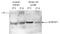 CTR9 Homolog, Paf1/RNA Polymerase II Complex Component antibody, TA347108, Origene, Western Blot image 
