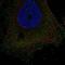 Dual Specificity Phosphatase 15 antibody, HPA076649, Atlas Antibodies, Immunofluorescence image 