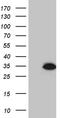Haloacid Dehalogenase Like Hydrolase Domain Containing 3 antibody, TA811491, Origene, Western Blot image 