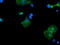 Protocadherin 7 antibody, M09495-1, Boster Biological Technology, Immunofluorescence image 