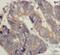 Golgi Reassembly Stacking Protein 2 antibody, FNab03564, FineTest, Immunohistochemistry frozen image 