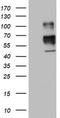 SCARA1 antibody, TA802829AM, Origene, Western Blot image 