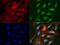 Large neutral amino acids transporter small subunit 2 antibody, LS-C796736, Lifespan Biosciences, Immunofluorescence image 