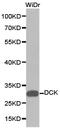 Deoxycytidine kinase antibody, LS-C192751, Lifespan Biosciences, Western Blot image 