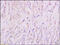 Potassium Calcium-Activated Channel Subfamily M Alpha 1 antibody, 250561, Abbiotec, Immunohistochemistry paraffin image 
