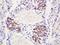 Delta Like Canonical Notch Ligand 4 antibody, orb100896, Biorbyt, Immunohistochemistry paraffin image 