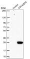 CDC42 Effector Protein 5 antibody, PA5-60367, Invitrogen Antibodies, Western Blot image 