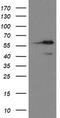 Methionyl Aminopeptidase 2 antibody, TA800289S, Origene, Western Blot image 