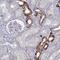 Shisa Like 2A antibody, NBP2-48597, Novus Biologicals, Immunohistochemistry frozen image 