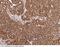 AT-Rich Interaction Domain 3A antibody, 101569-T08, Sino Biological, Immunohistochemistry paraffin image 