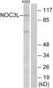 NOC3 Like DNA Replication Regulator antibody, LS-B9853, Lifespan Biosciences, Western Blot image 