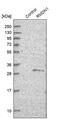 Regulator Of Microtubule Dynamics 1 antibody, PA5-55321, Invitrogen Antibodies, Western Blot image 