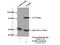 Peptidyl Arginine Deiminase 2 antibody, 12110-1-AP, Proteintech Group, Immunoprecipitation image 