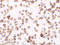 Ribonuclease T2 antibody, 6763, ProSci, Immunocytochemistry image 
