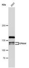 Sek1 antibody, PA5-29338, Invitrogen Antibodies, Western Blot image 