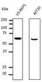 CHM Rab Escort Protein antibody, LS-C204229, Lifespan Biosciences, Western Blot image 