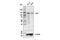 Janus Kinase 1 antibody, 88617S, Cell Signaling Technology, Western Blot image 