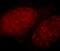 Homeobox protein cut-like 1 antibody, FNab02083, FineTest, Immunofluorescence image 