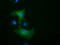 10-FTHFDH antibody, TA501870S, Origene, Immunofluorescence image 