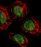 CCR4-NOT transcription complex subunit 7 antibody, LS-C168269, Lifespan Biosciences, Immunofluorescence image 